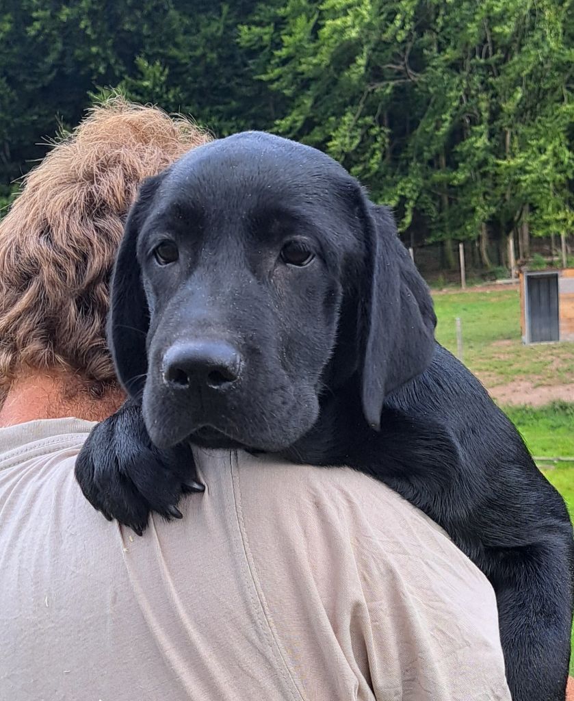 of Mayajoe's Dreams - Chiots disponibles - Labrador Retriever