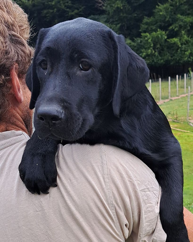 of Mayajoe's Dreams - Chiots disponibles - Labrador Retriever