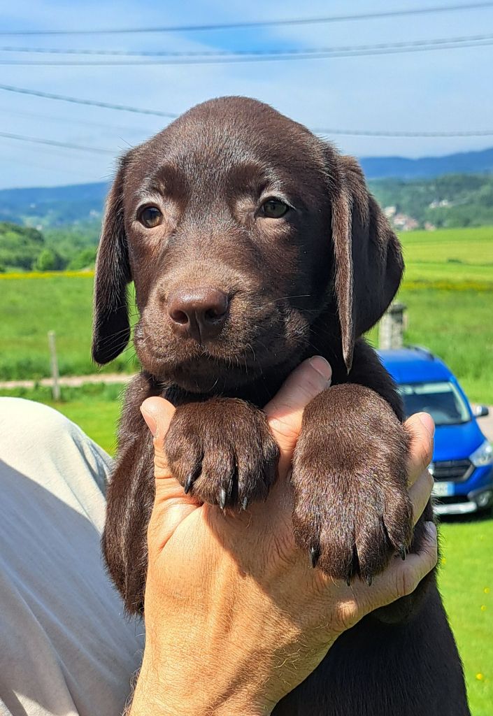 of Mayajoe's Dreams - Chiots disponibles - Labrador Retriever