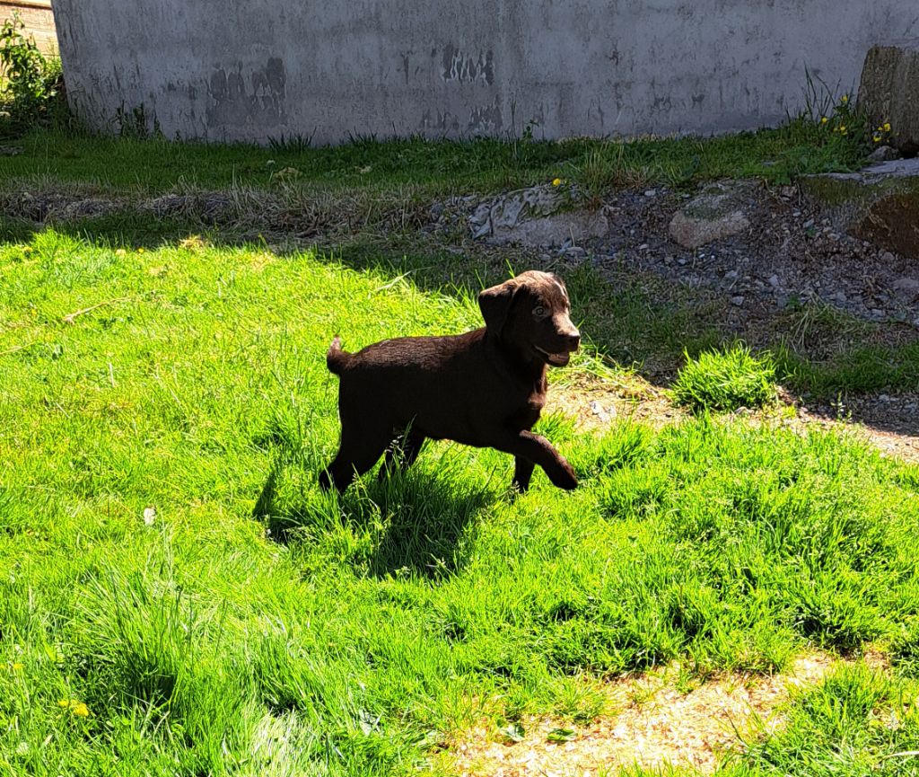 of Mayajoe's Dreams - Chiots disponibles - Labrador Retriever