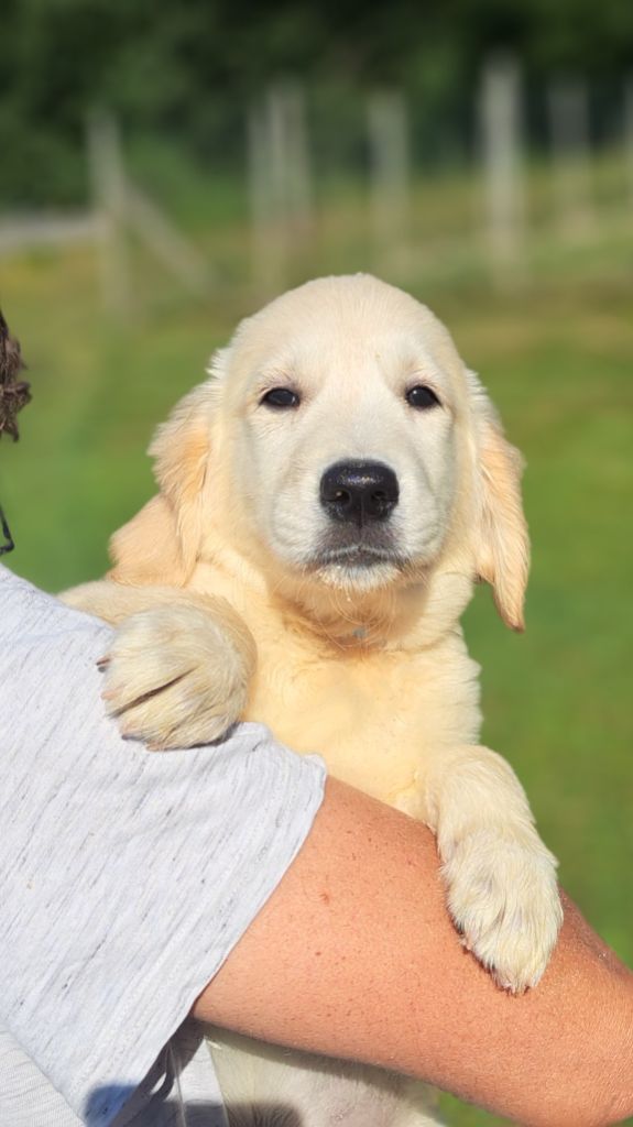 of Mayajoe's Dreams - Chiots disponibles - Golden Retriever