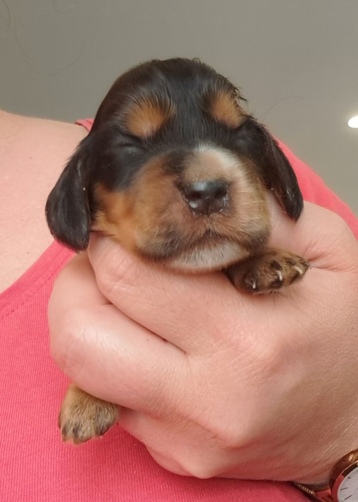 of Mayajoe's Dreams - Chiots disponibles - Cocker Spaniel Anglais