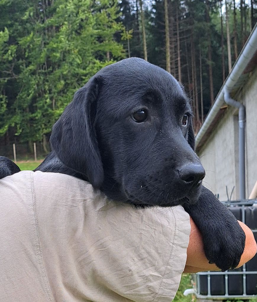 of Mayajoe's Dreams - Chiots disponibles - Labrador Retriever