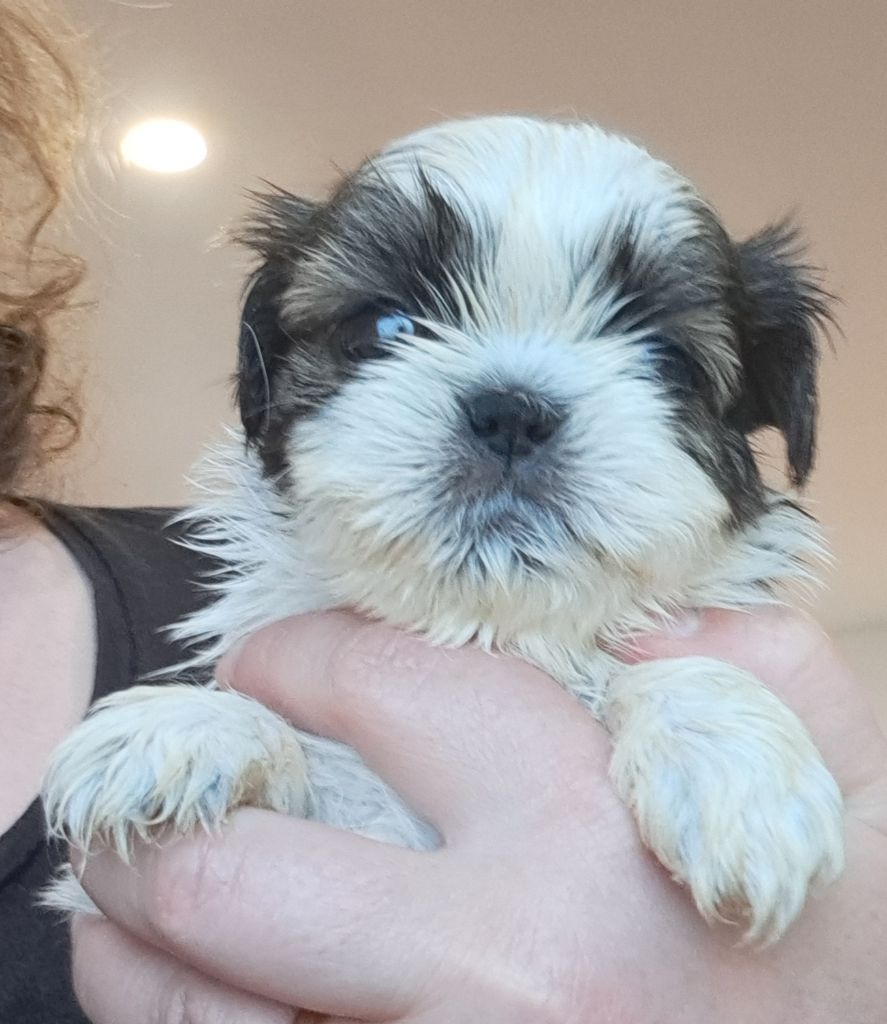 of Mayajoe's Dreams - Chiots disponibles - Shih Tzu
