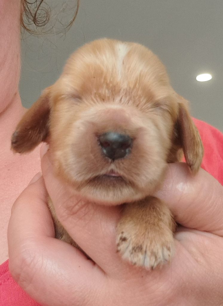 of Mayajoe's Dreams - Chiots disponibles - Cocker Spaniel Anglais