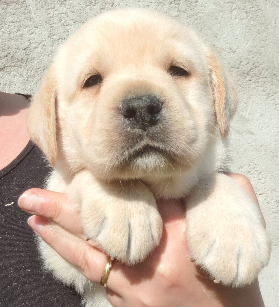 of Mayajoe's Dreams - Chiots disponibles - Labrador Retriever