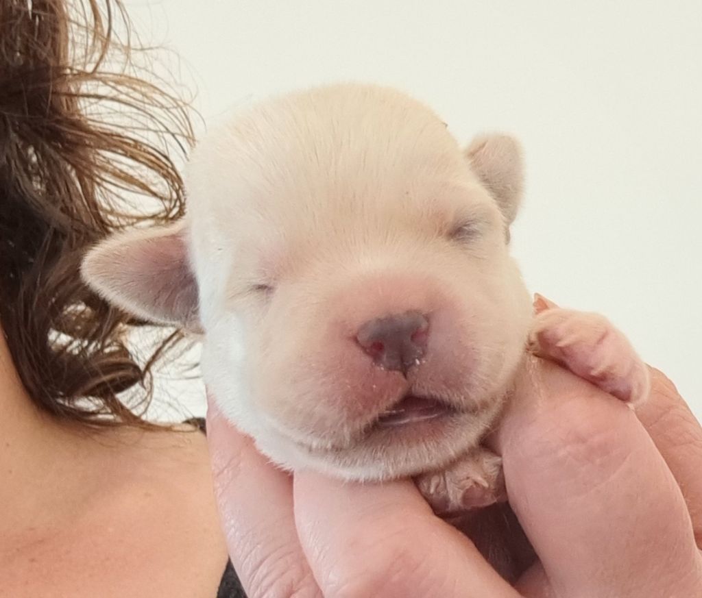 of Mayajoe's Dreams - Chiots disponibles - Labrador Retriever