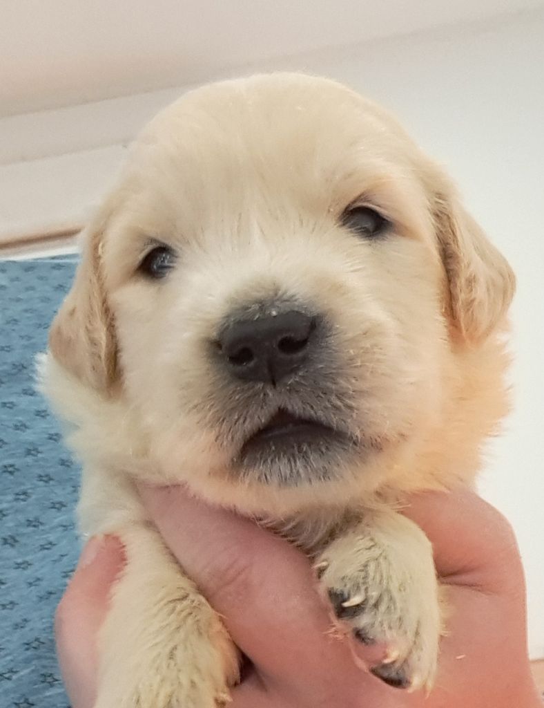 of Mayajoe's Dreams - Chiots disponibles - Golden Retriever