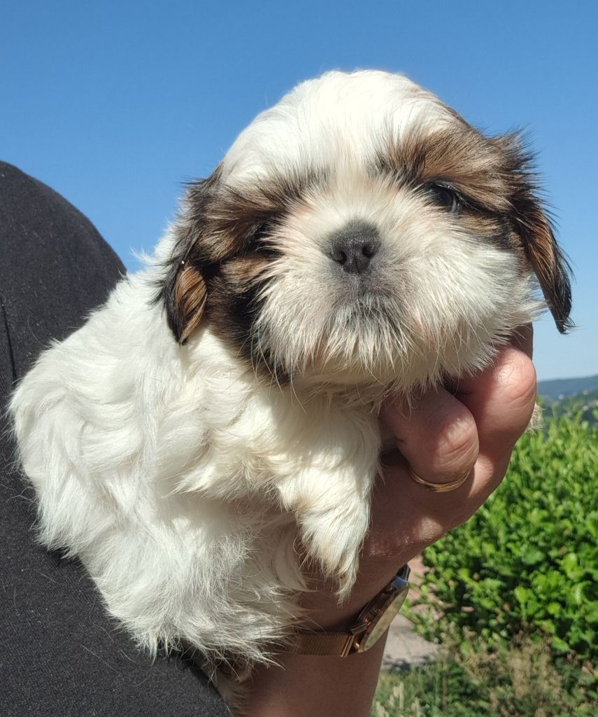 of Mayajoe's Dreams - Chiots disponibles - Shih Tzu