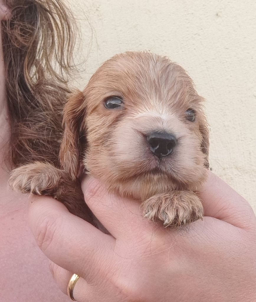 of Mayajoe's Dreams - Chiots disponibles - Cocker Spaniel Anglais