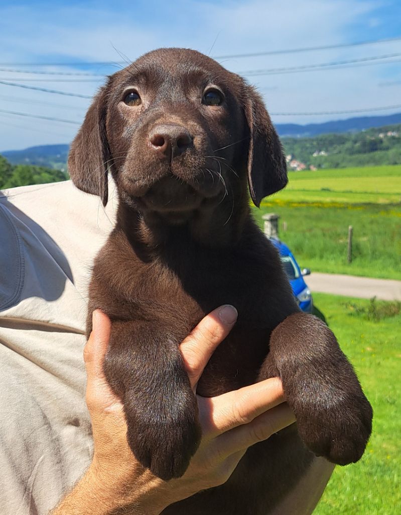of Mayajoe's Dreams - Chiots disponibles - Labrador Retriever