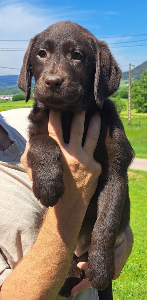 of Mayajoe's Dreams - Chiots disponibles - Labrador Retriever