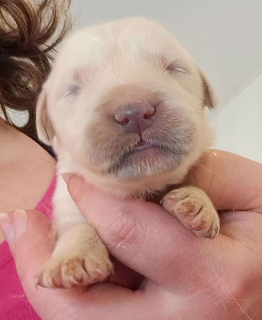 of Mayajoe's Dreams - Chiots disponibles - Golden Retriever
