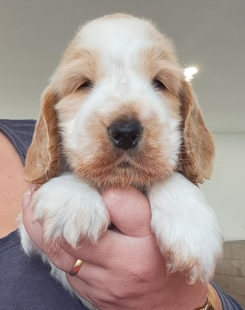 of Mayajoe's Dreams - Chiots disponibles - Cocker Spaniel Anglais