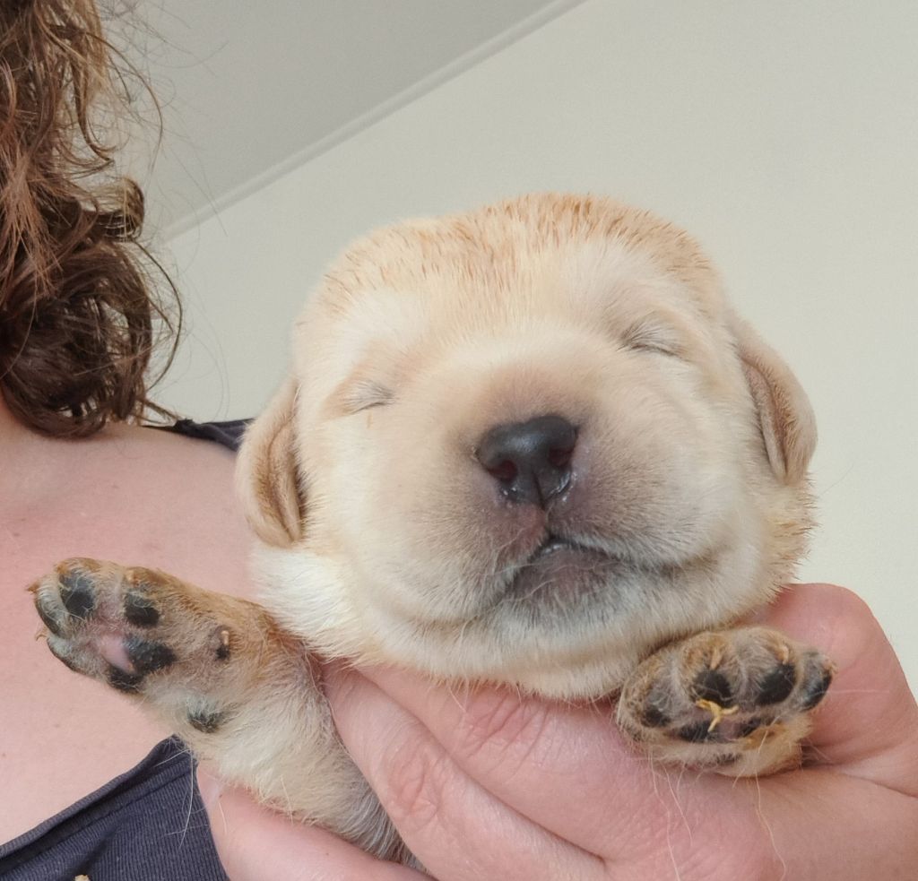 of Mayajoe's Dreams - Chiots disponibles - Labrador Retriever