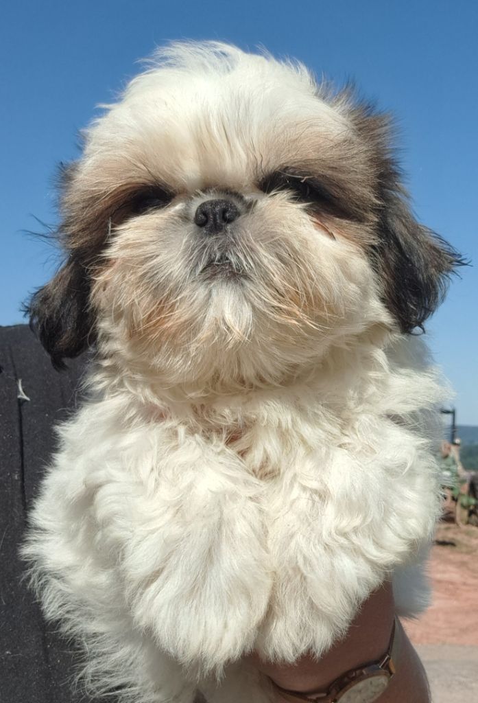of Mayajoe's Dreams - Chiots disponibles - Shih Tzu