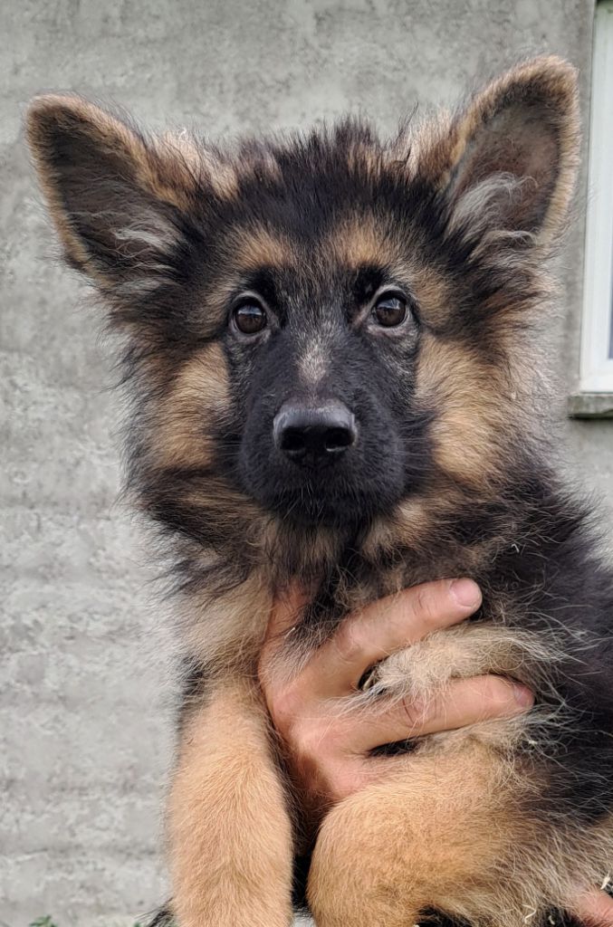 of Mayajoe's Dreams - Chiots disponibles - Berger Allemand Poil Long