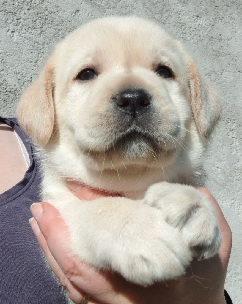 of Mayajoe's Dreams - Chiots disponibles - Labrador Retriever
