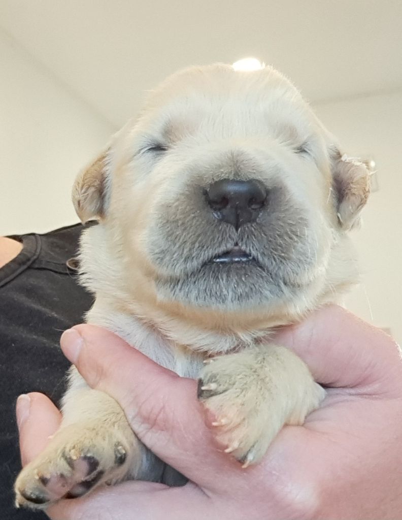of Mayajoe's Dreams - Chiots disponibles - Golden Retriever