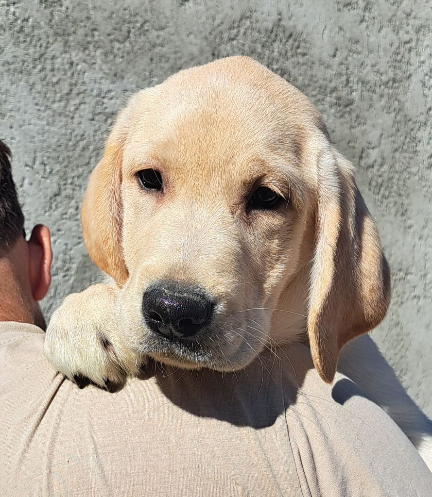 of Mayajoe's Dreams - Chiots disponibles - Labrador Retriever