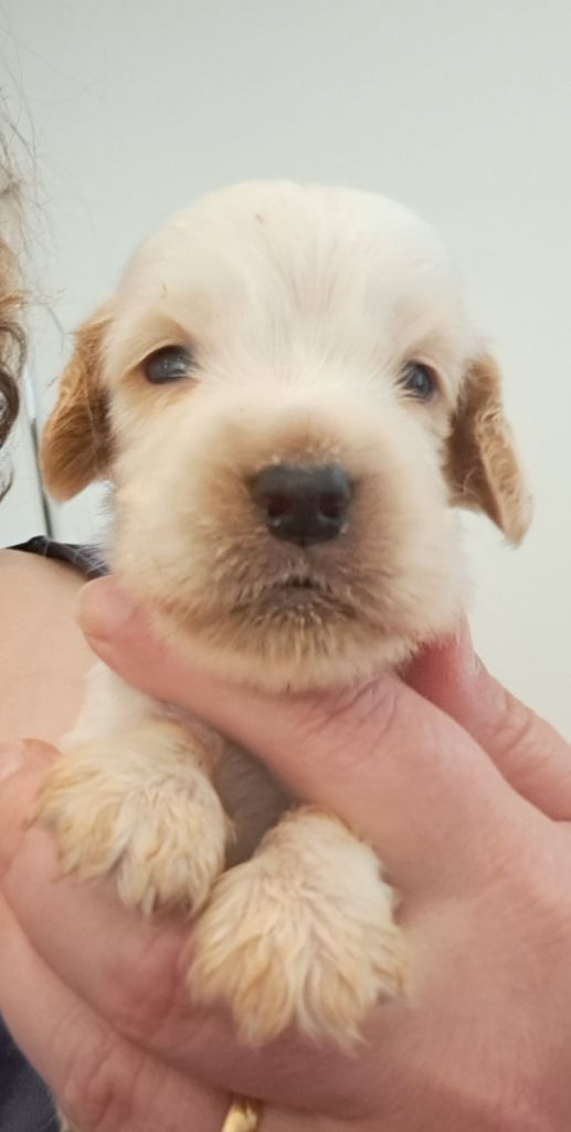 of Mayajoe's Dreams - Chiots disponibles - Cocker Spaniel Anglais