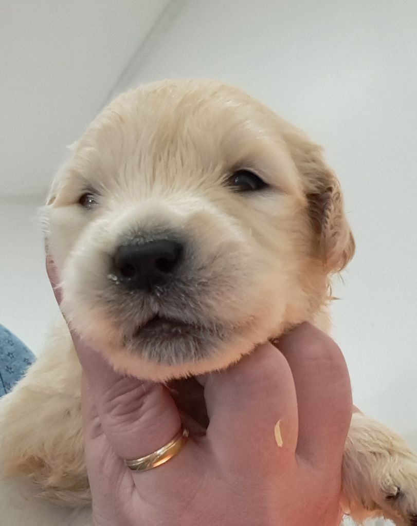 of Mayajoe's Dreams - Chiots disponibles - Golden Retriever