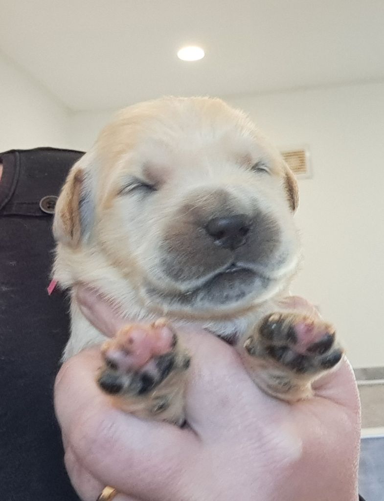 of Mayajoe's Dreams - Chiots disponibles - Golden Retriever