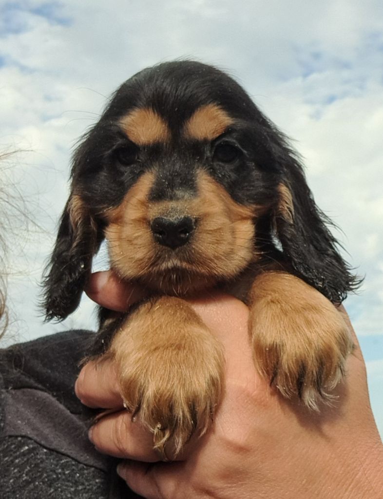 of Mayajoe's Dreams - Chiots disponibles - Cocker Spaniel Anglais