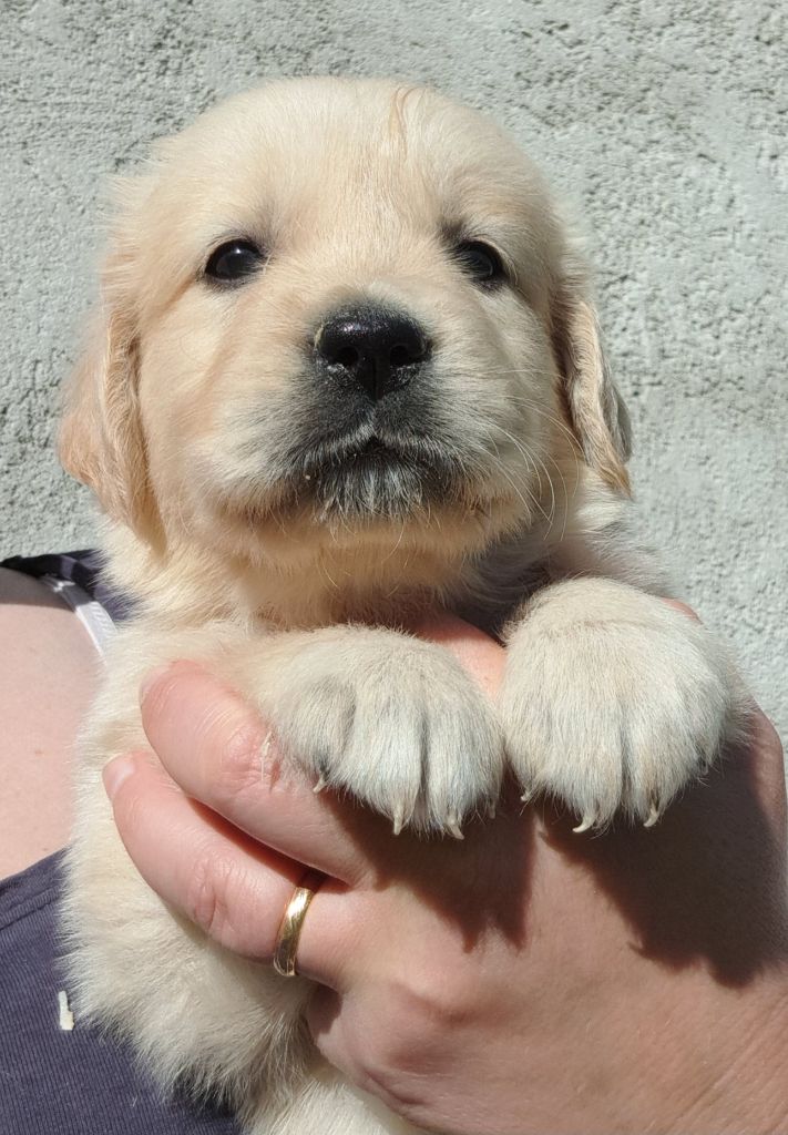 of Mayajoe's Dreams - Chiots disponibles - Golden Retriever