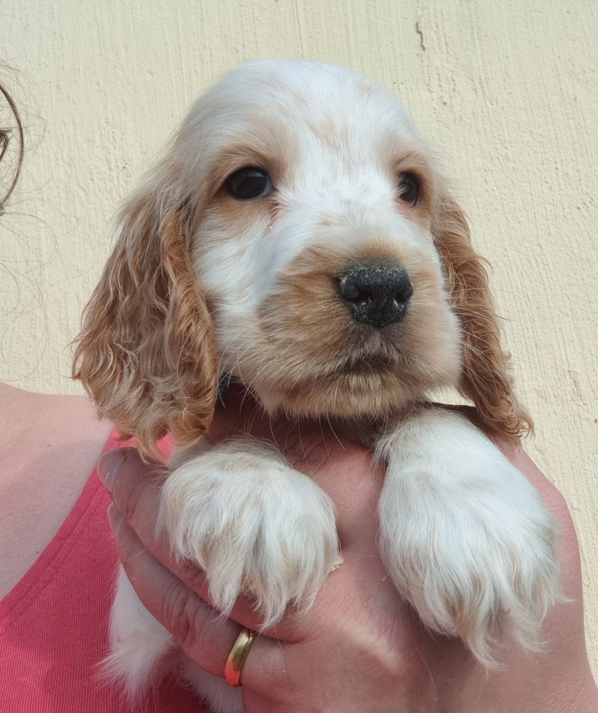 of Mayajoe's Dreams - Chiots disponibles - Cocker Spaniel Anglais
