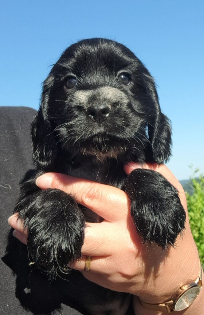of Mayajoe's Dreams - Chiots disponibles - Cocker Spaniel Anglais