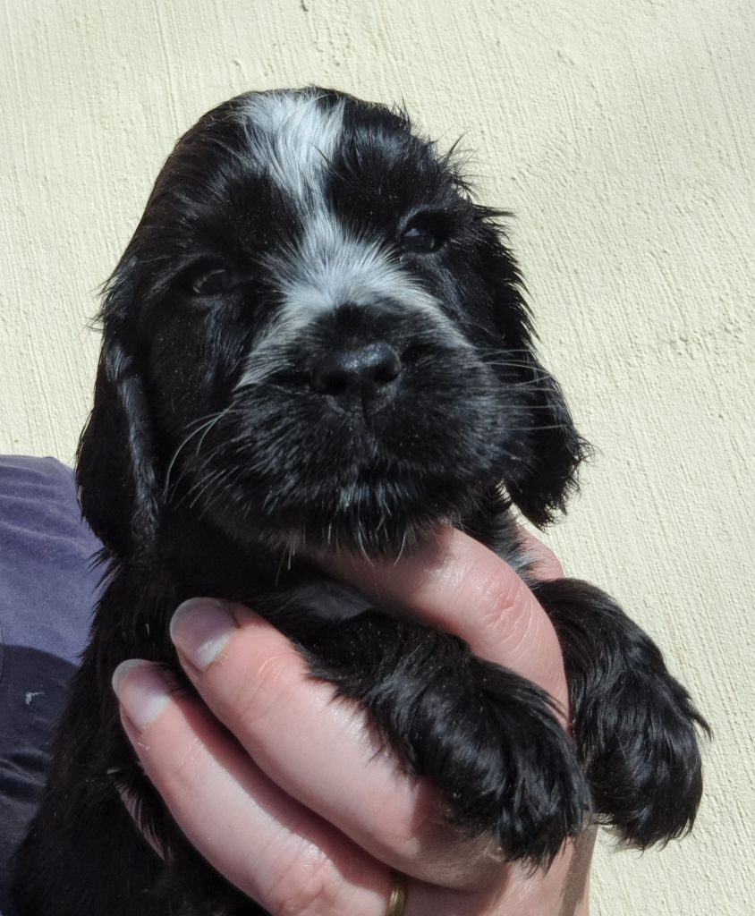 of Mayajoe's Dreams - Chiots disponibles - Cocker Spaniel Anglais