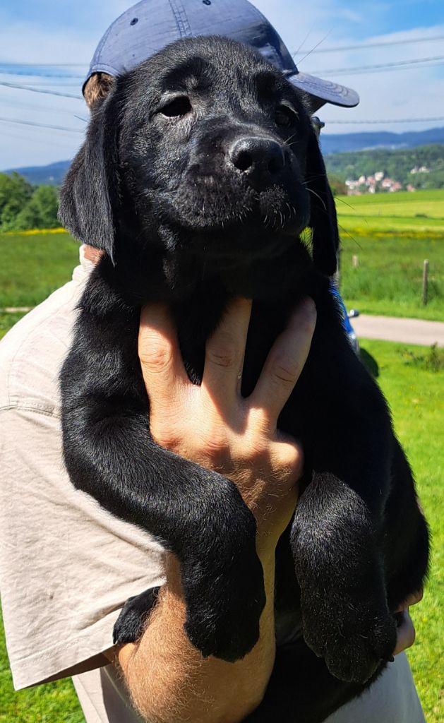 of Mayajoe's Dreams - Chiots disponibles - Labrador Retriever