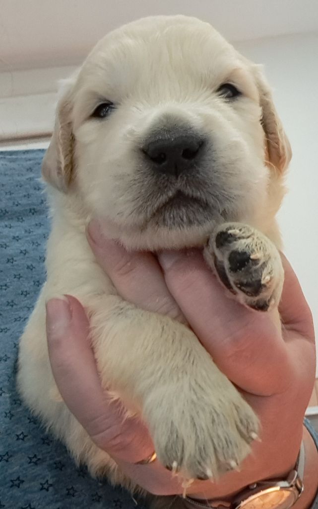 of Mayajoe's Dreams - Chiots disponibles - Golden Retriever